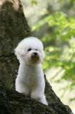 BICHON FRISE 589